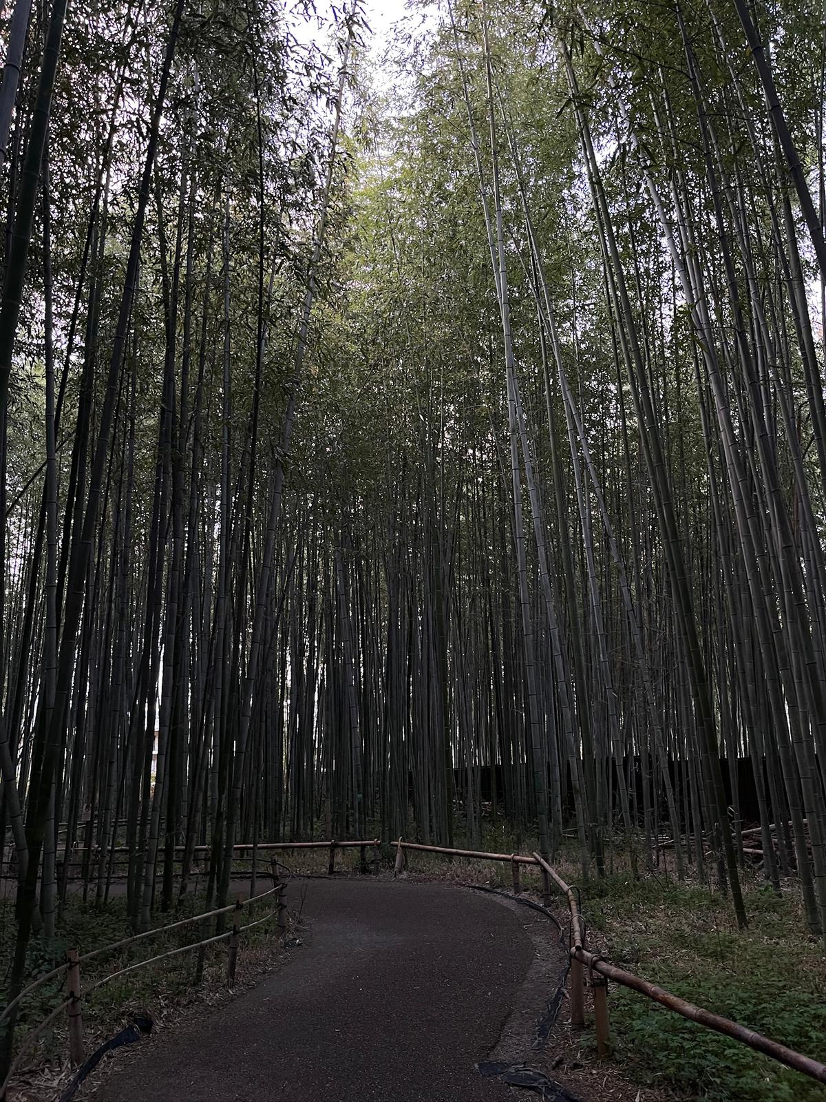 ⛩️ Kyoto - Photo 4