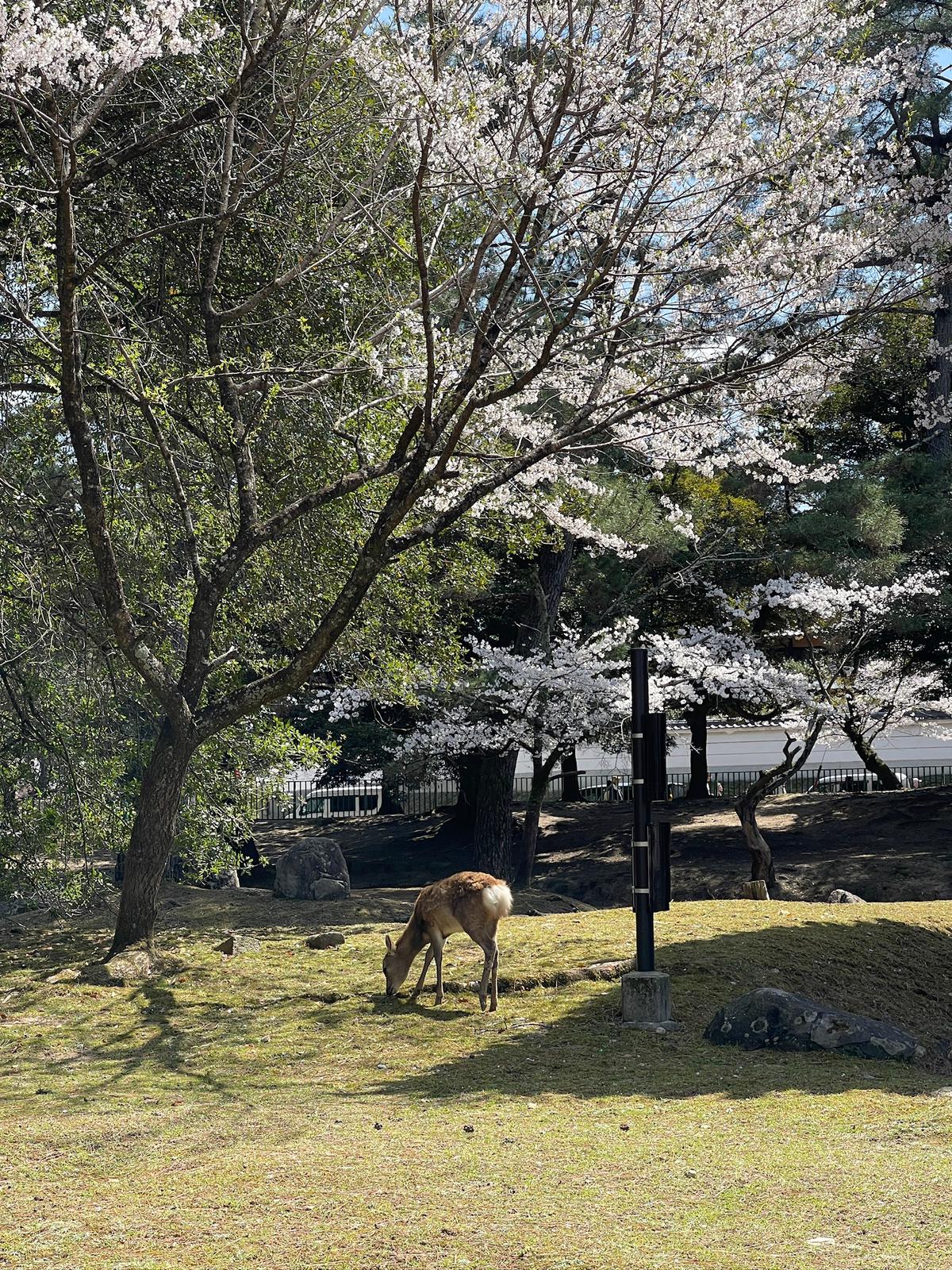 🦌 Nara - Photo 1