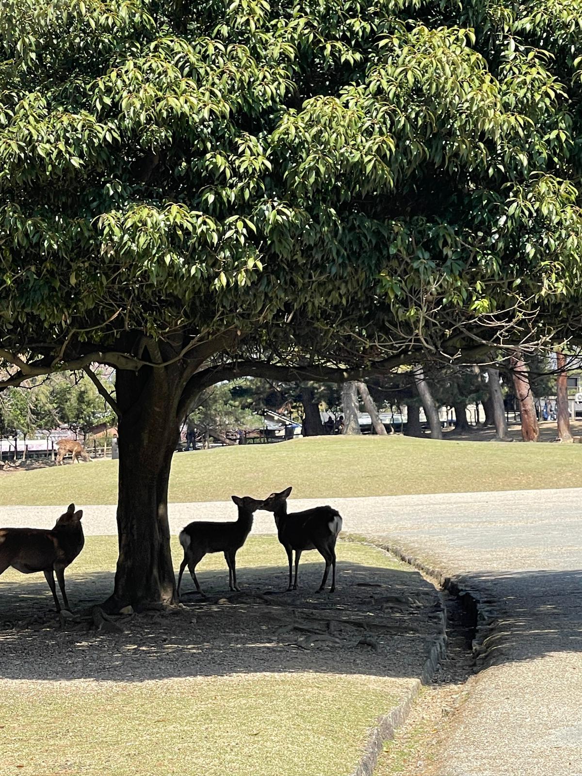 🦌 Nara - Photo 2