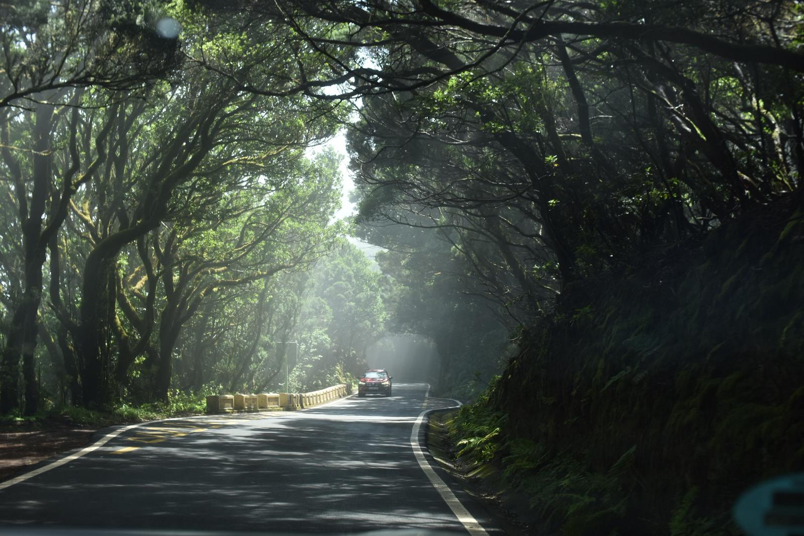 🌴 Tenerife - Photo 1